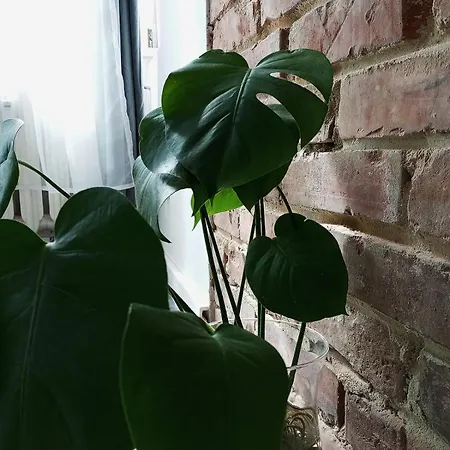 Monstera- Centrum, 32m2, Dzieci Gratis * 비드고슈치